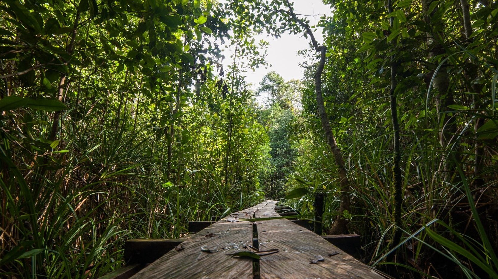 hutan-dan-satwa-liar-global-environmental-conservation-organization